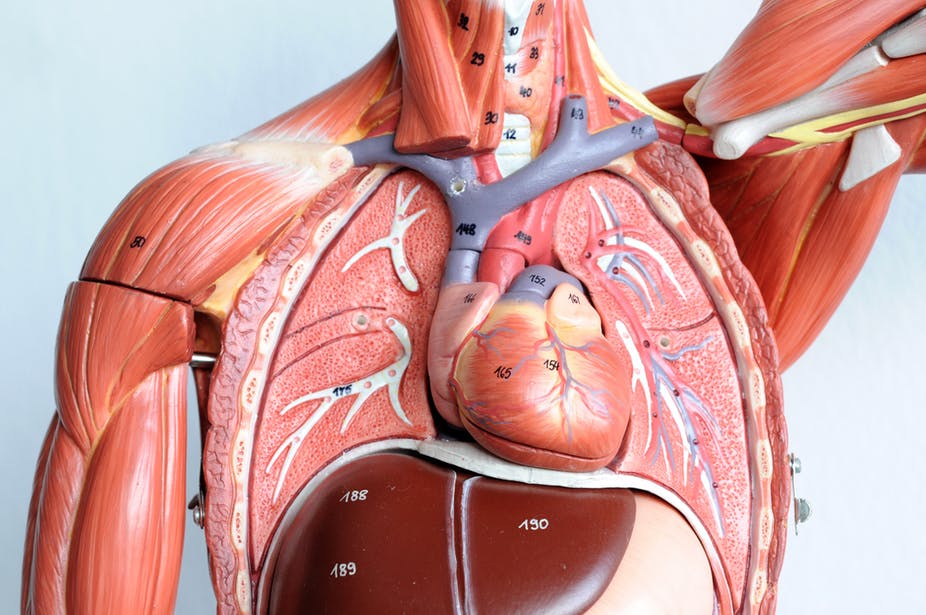 Transplantation Of Heart Lung Complex